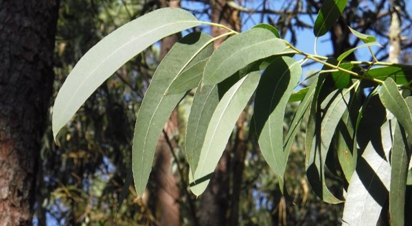 Eucalyptus globulus (Eukalyptus)