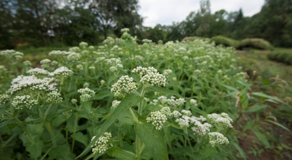Eupatorium perfoliatum L. (Wasserdost)