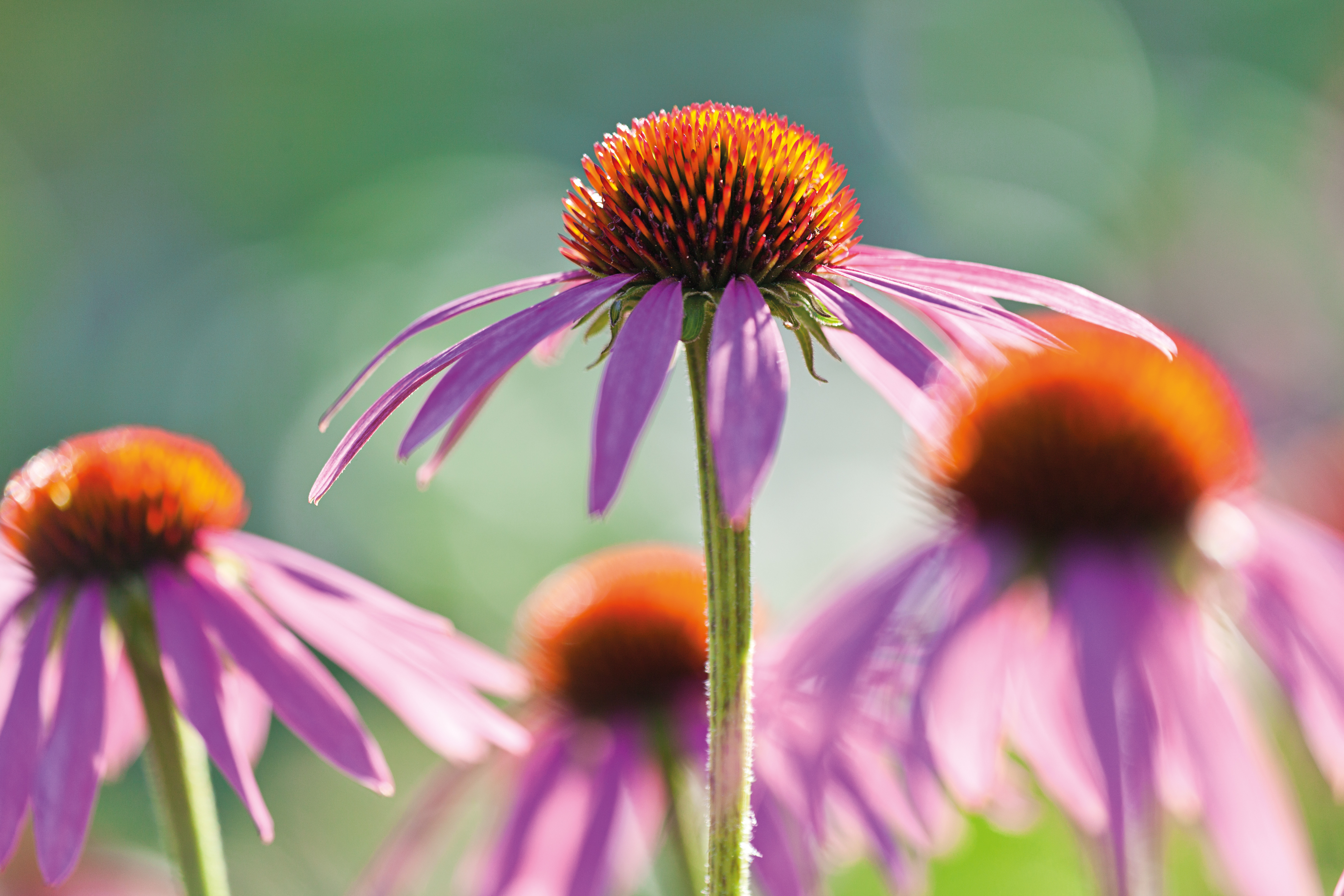 Echinacea