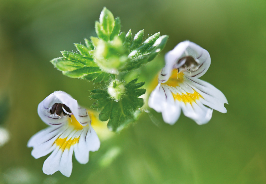 Euphrasia