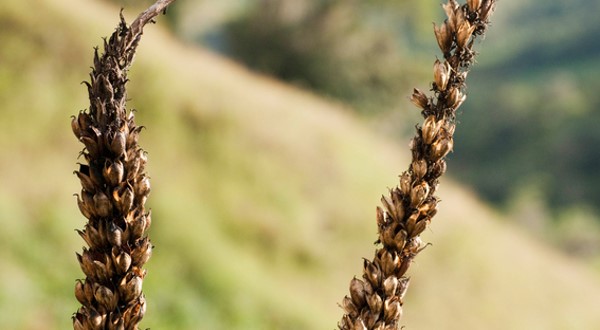 Schoenocaulon officinale (Sabadilla)