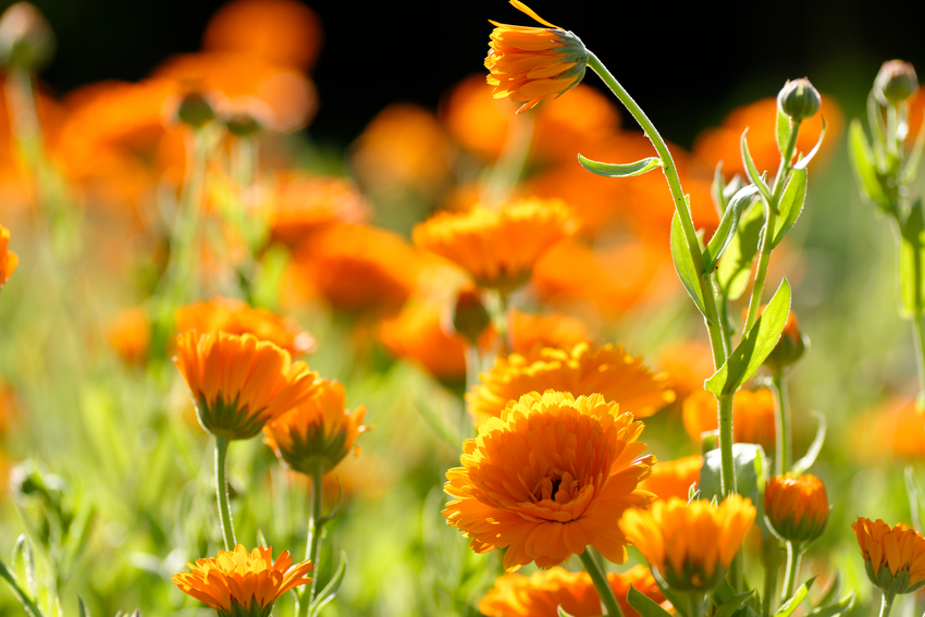 Calendula