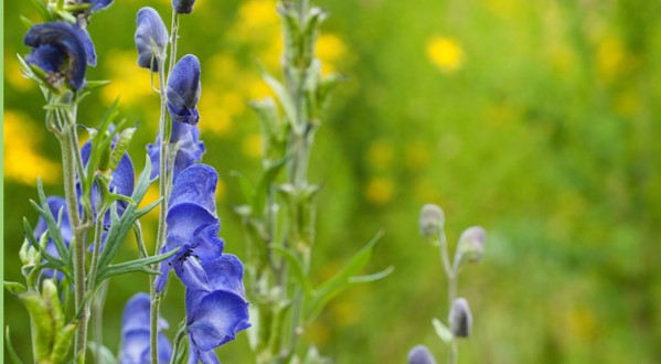 Aconitum napellus L. (Eisenhut)