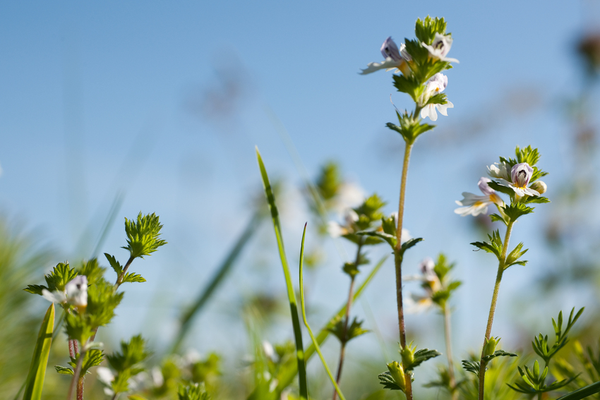 Euphrasia