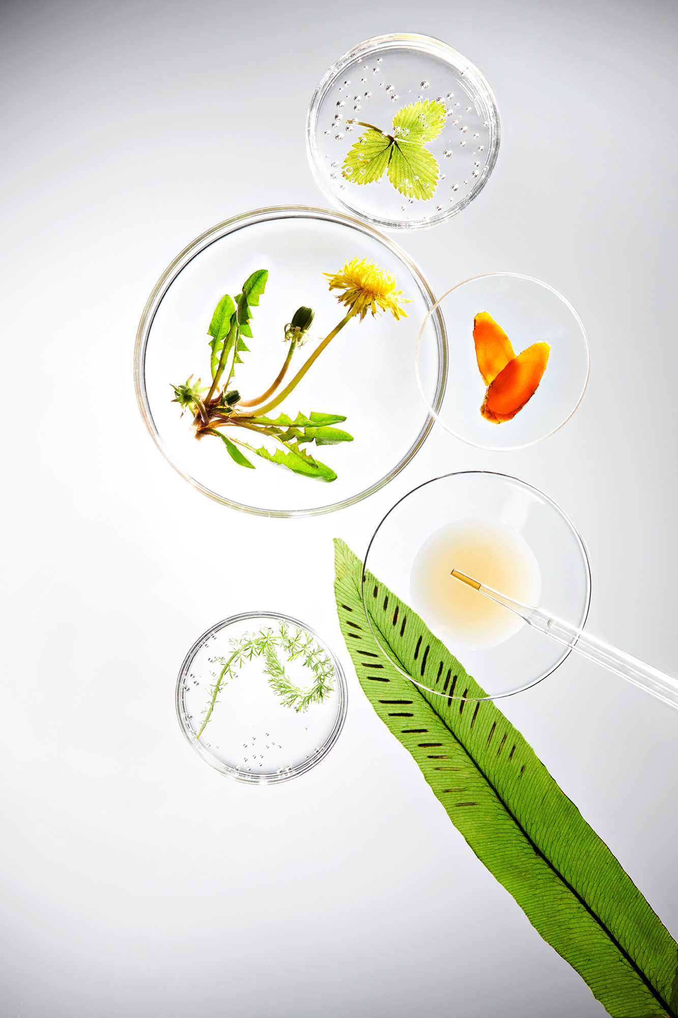 Amara-Tropfen Verdauung