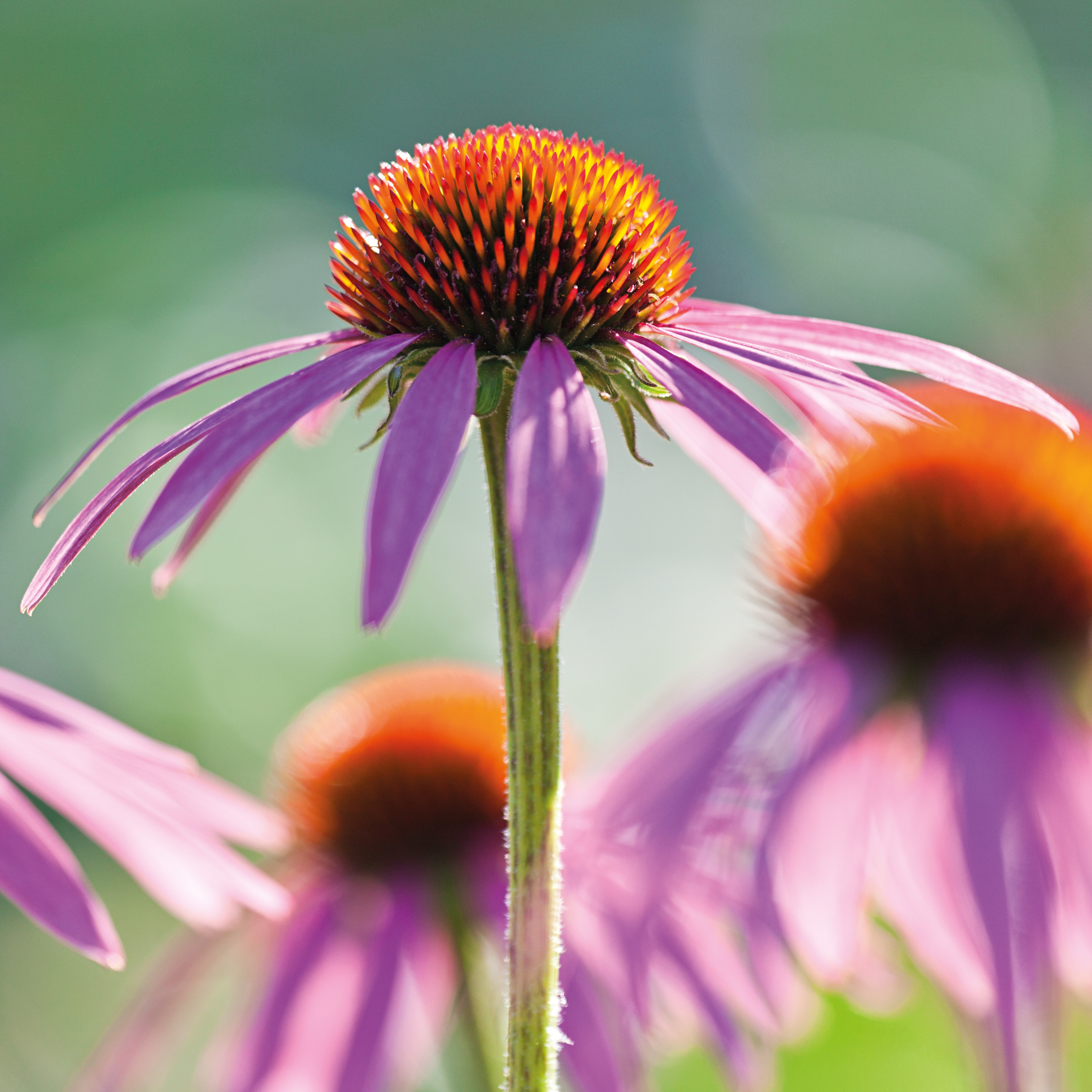 echinacea